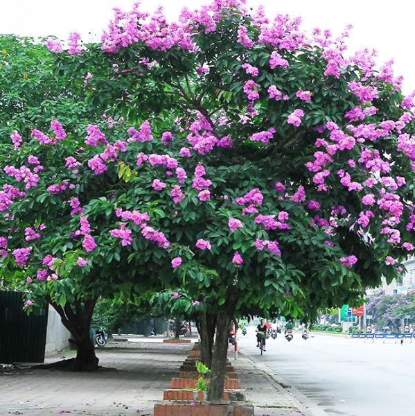 Cây bằng lăng