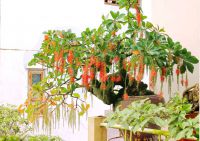Cây lộc vừng