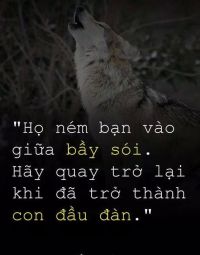 Họ ném bạn vào giữa bầy sói. Hãy quay trở lại khi đã trở thành con đầu đàn