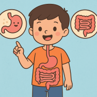 Hệ tiêu hóa làm việc ra sao?