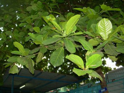 Cây bàng