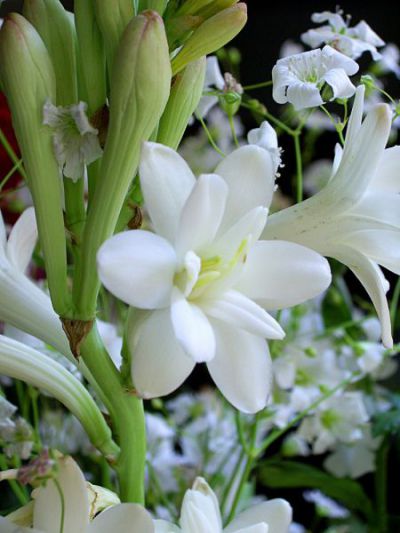 Hoa huệ