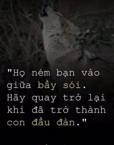 Họ ném bạn vào giữa bầy sói. Hãy quay trở lại khi đã trở thành con đầu đàn