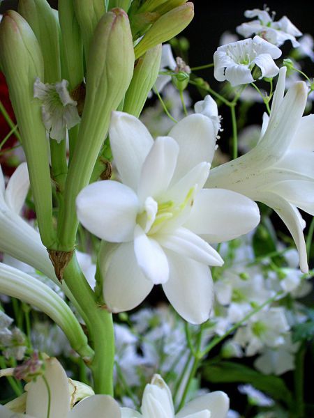 Hoa huệ