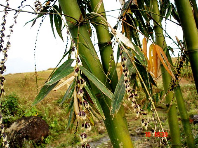 Hoa tre