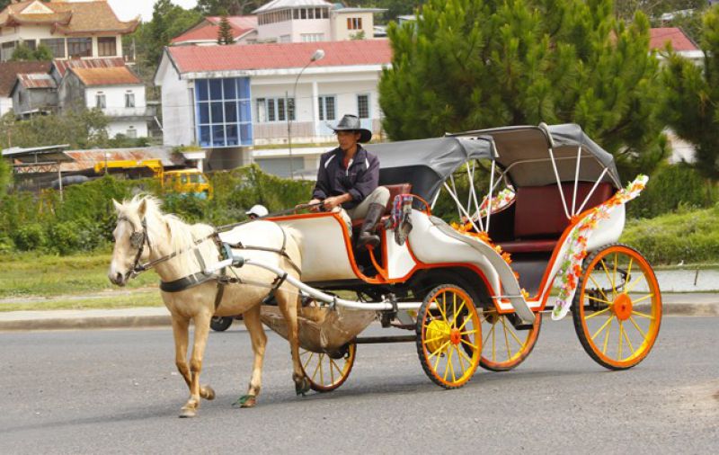 Xe ngựa