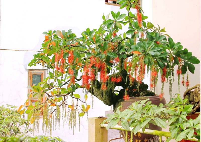Cây lộc vừng