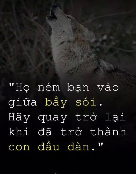 Họ ném bạn vào giữa bầy sói. Hãy quay trở lại khi đã trở thành con đầu đàn