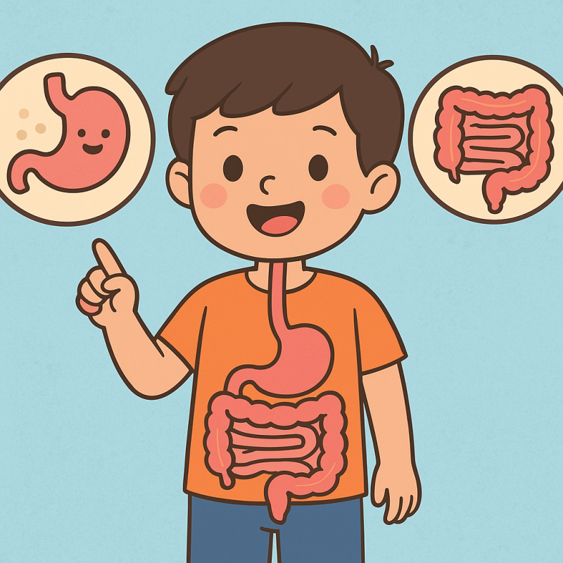 Hệ tiêu hóa làm việc ra sao?